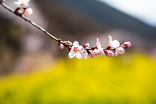 西藏林芝嘎啦桃花村