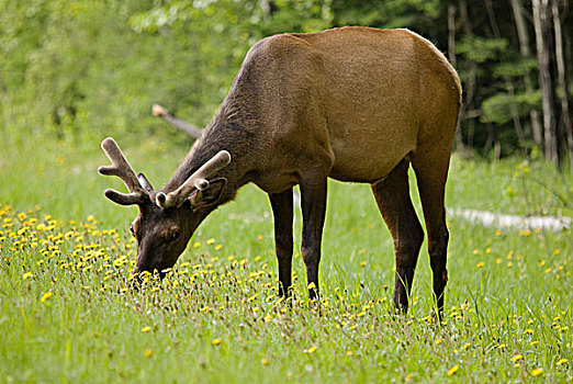 麋鹿,鹿属,放牧,野花,国家公园,萨斯喀彻温,加拿大
