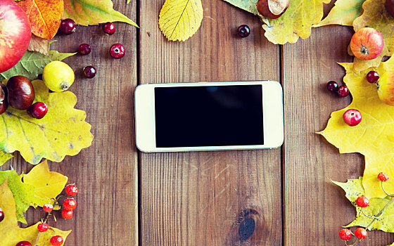 智能手机,秋叶,水果,浆果