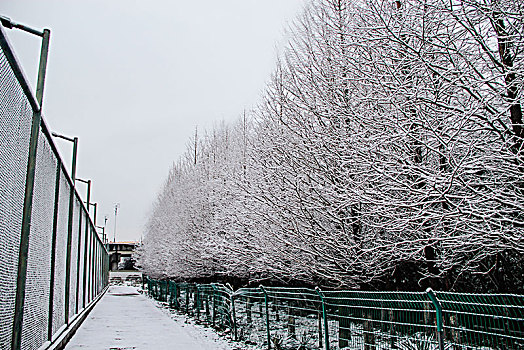 雪中篮球场