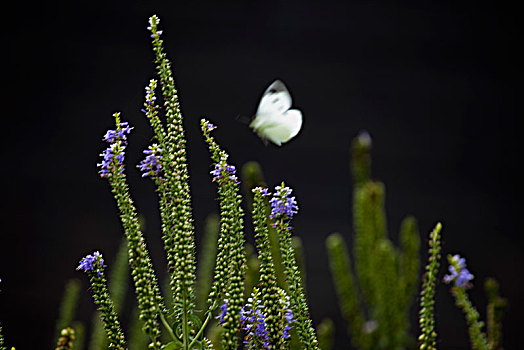 蝴蝶,昆虫,花卉,花朵,自然,野外,安静,公园,植物,春天