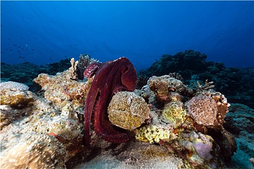 礁石,章鱼,红海