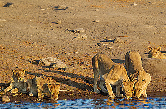 狮子,两个,喝,女性,三个,亚成体,雄性,幼兽,水坑,埃托沙国家公园,纳米比亚,非洲