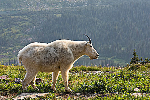 石山羊,雪羊,隐藏,湖,小路,冰川国家公园,蒙大拿,美国