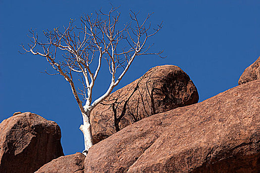 树,两个,漂石,杜维尔方丹,纳米比亚,非洲