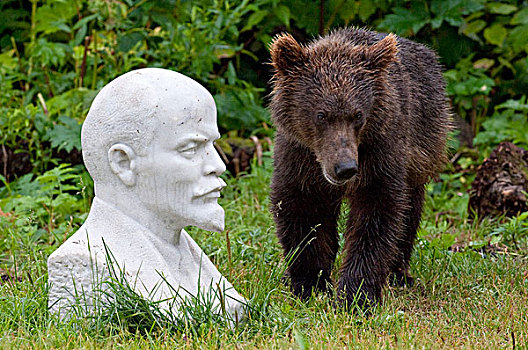 棕熊,幼兽,靠近,半身像,列宁,堪察加半岛,俄罗斯