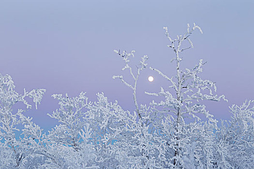 冰,树,满月,瑞典,欧洲