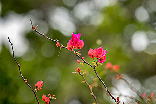 勒杜鹃花开红艳艳