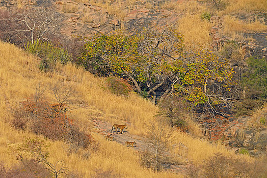 野生,虎,家族,自然,干燥,落叶植物,栖息地,伦滕波尔国家公园,拉贾斯坦邦,印度,亚洲