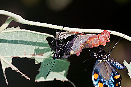 燕尾蝶,出现,蛹,伊利诺斯,美国