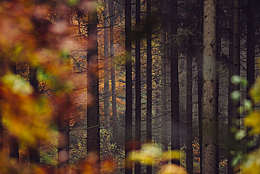 树林,秋天