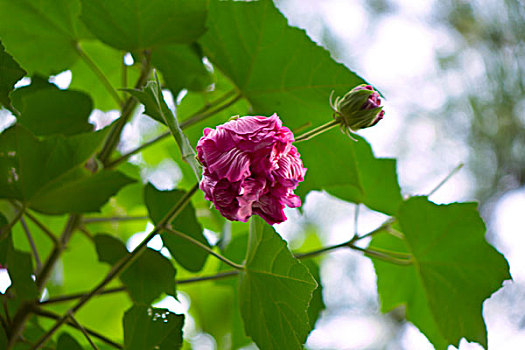 美艳的芙蓉花,木芙蓉,拒霜花,木莲,地芙蓉,华木