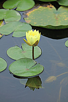 睡莲,睡莲花