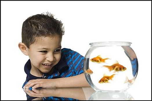 男孩,金鱼,鱼缸