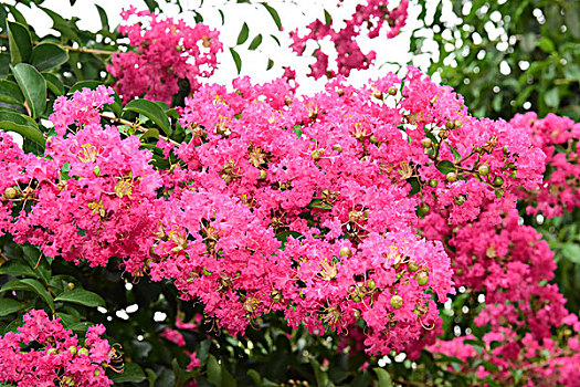 紫薇花花朵