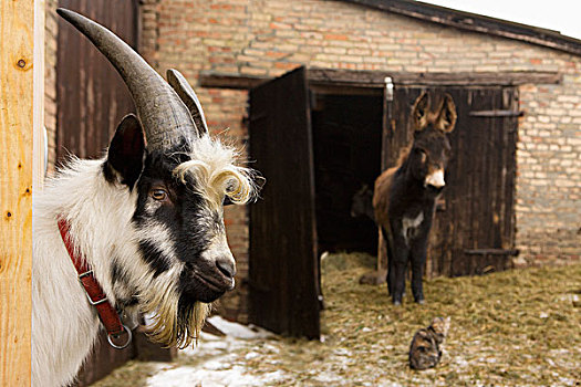 山羊,驴,谷仓