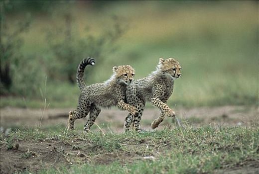 印度豹,猎豹,一对,幼兽,肯尼亚