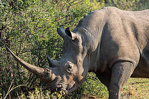 白犀牛,南非,非洲