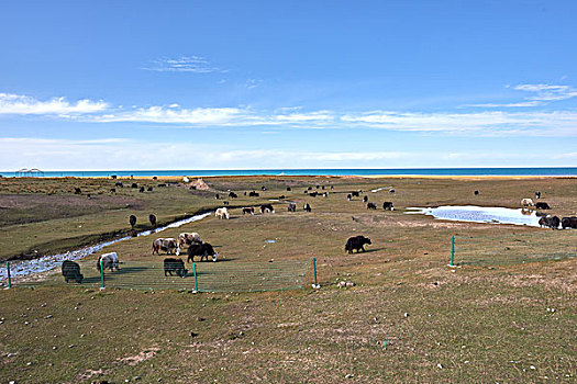 青海湖边的牛羊