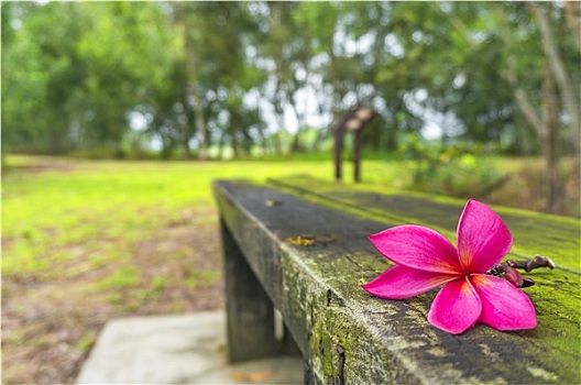 粉色,鸡蛋花,黑色背景,竹帘