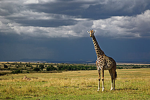 长颈鹿,雷雨天气,马赛长颈鹿,马塞马拉野生动物保护区,肯尼亚