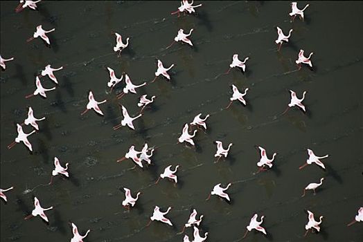 小红鹳,成群,飞起,表面,湖,肯尼亚