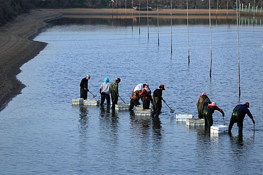 山东省日照市,渔民排成长队在水里捞海参场面壮观