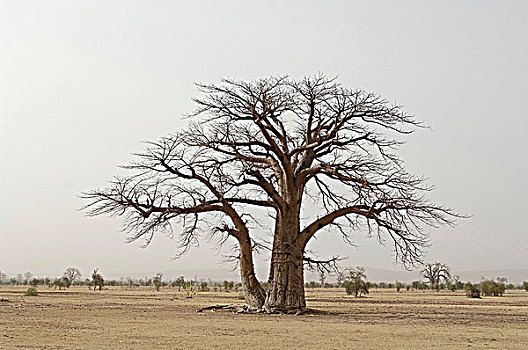 塞内加尔,猴面包树