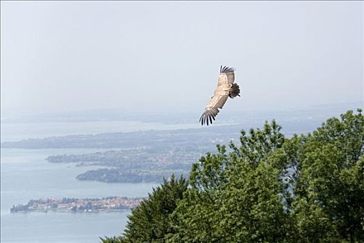 猛禽,飞跃,康士坦茨湖,靠近,布雷根茨,奥地利