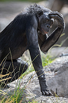 倭黑猩猩,挠头,非洲
