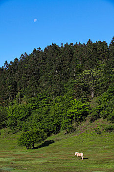 仙女山国家森林公园