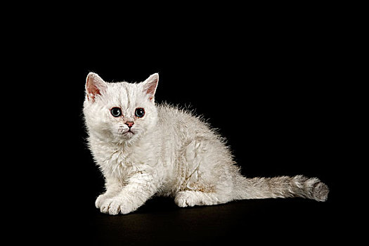 猫,小猫,8星期大,毛皮,彩色,银,遮蔽,鲜明,卷发