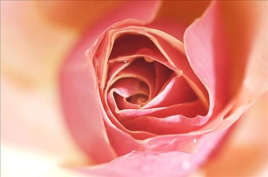 花,粉红玫瑰