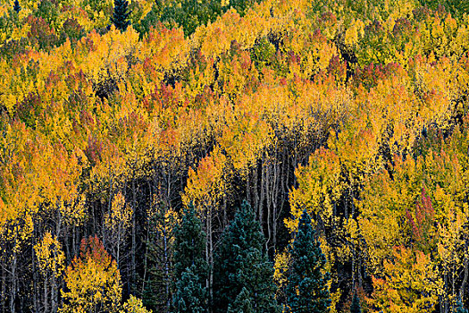 美国,科罗拉多,秋天,黄色,白杨,冷杉,安肯帕格里国家森林