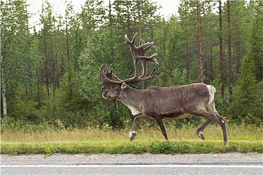 北美驯鹿,街上,芬兰