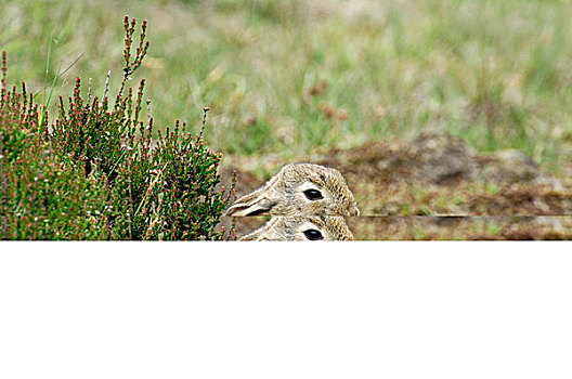 欧洲兔,兔豚鼠属,一对,费吕沃,国家公园,格尔德兰,荷兰