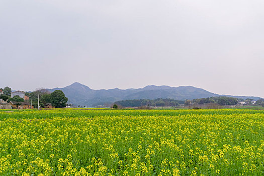 长沙望城区茶亭县油菜花