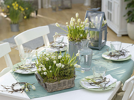 白色,春天,花,药草,桌饰