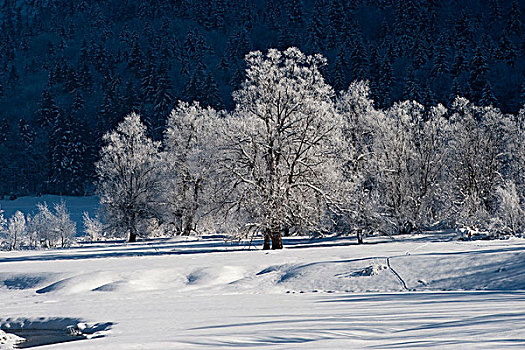 树,白霜,霜,冬天,风景,湖,齐姆高,卢伯丁,巴伐利亚,德国,欧洲