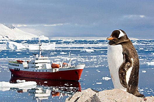 南极,小湾,港口,巴布亚企鹅
