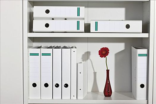 白色,办公室,架子,文件,大丁草,红色,花瓶