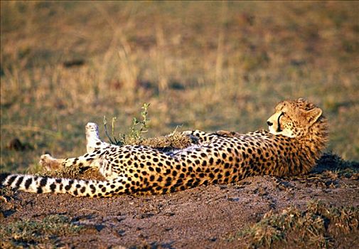 印度豹,马赛马拉国家公园,肯尼亚