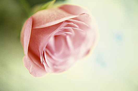 一个,漂亮,粉红玫瑰,柔光