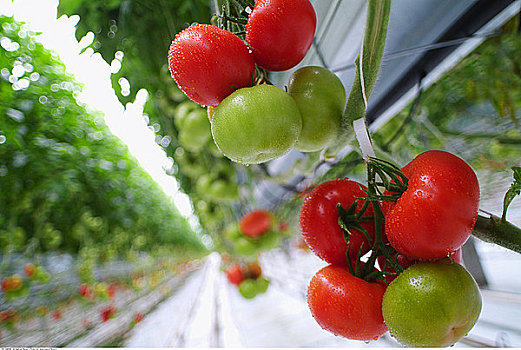 西红柿,温室