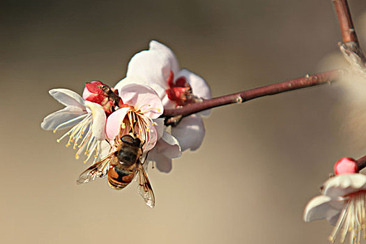 梅花,蜜蜂