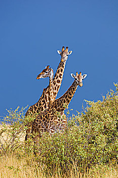 集团的马赛人,长颈鹿,马赛玛拉国家保护区,肯尼亚,非洲