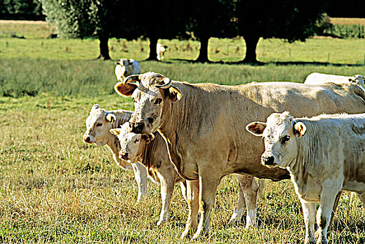 母牛,土地