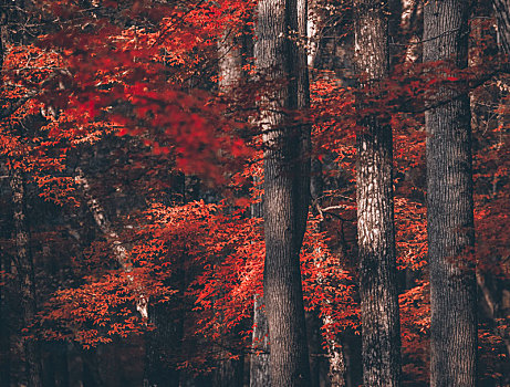 红叶森林