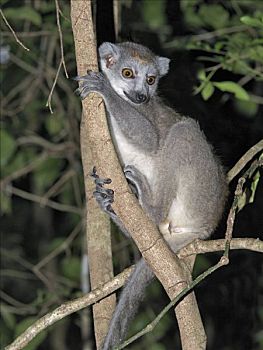 雌性,冠,狐猴,安卡拉那特别保护区,只有,北方,马达加斯加,灵长类,原猴亚目,寓意,世界
