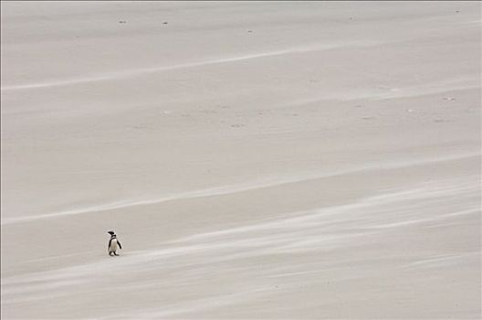 麦哲伦企鹅,小蓝企鹅,海滩,鹅卵石,岛屿,福克兰群岛